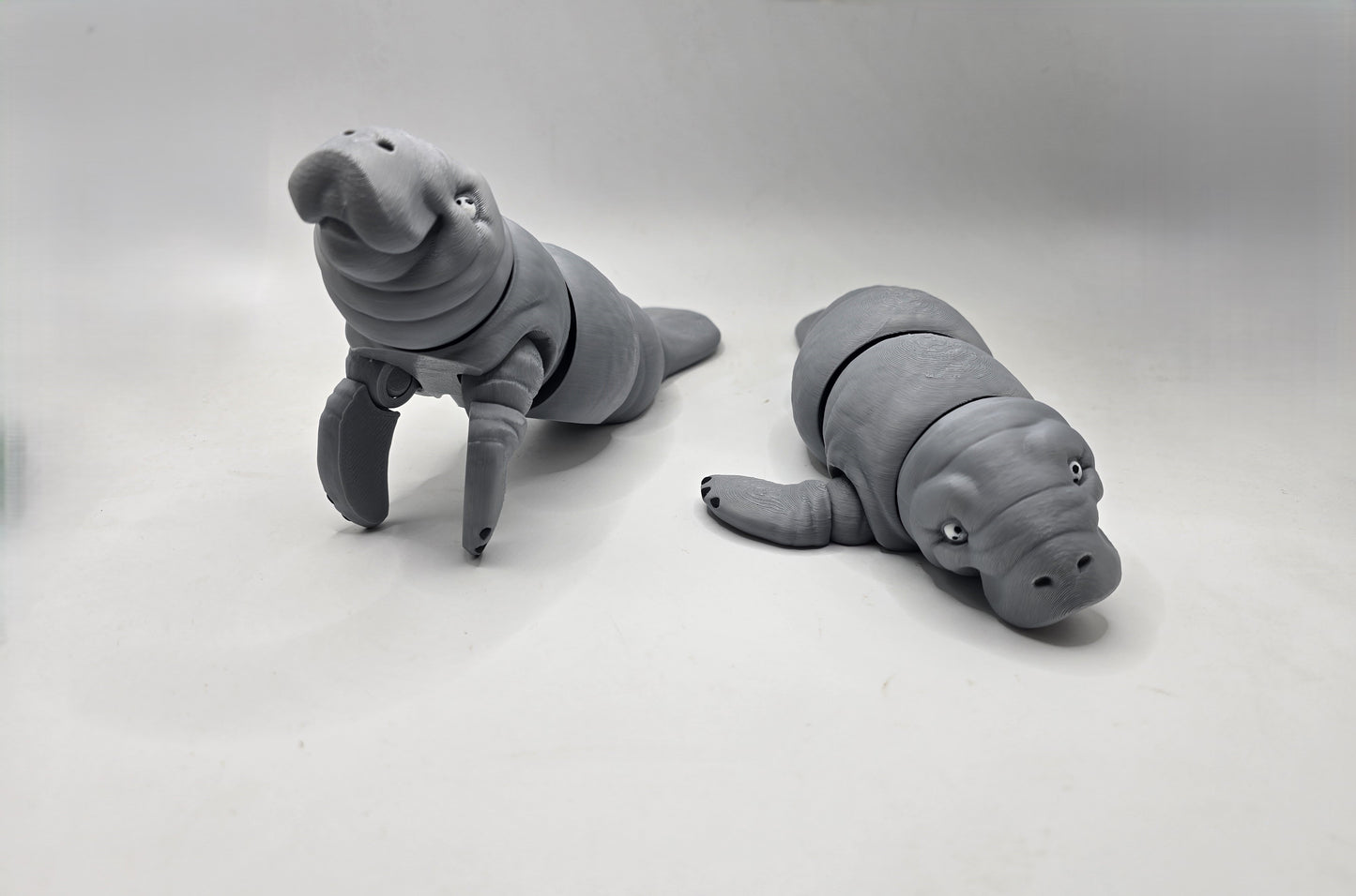 Manatee - Sea Cows